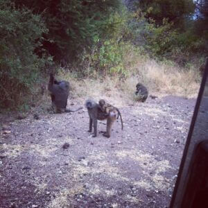 Monkeys just playing on the side of the road.